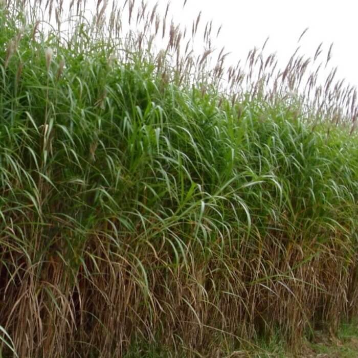 Miscanthus 'Giganteus'